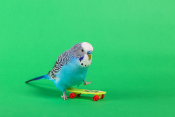 Obraz premium sky blue wavy parrot with plastic toy skateboard on color background 