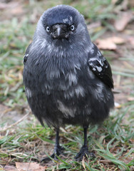 Leucistic (partial albino) Jackdaw or Corvus monedula