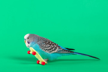 sky blue  wavy parrot with plastic toy skateboard  on color background   