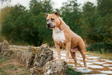 american staffordshire terrier dog beautifully stands posing in the park
