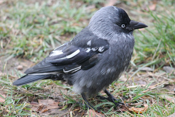 Leucistic (partial albino) Jackdaw or Corvus monedula