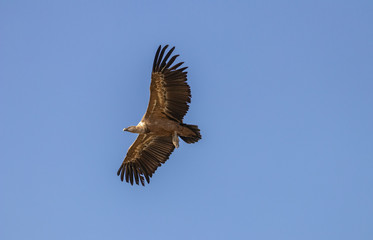 Griffon Vulture flying.