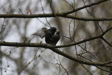 fotografias de aves varias 