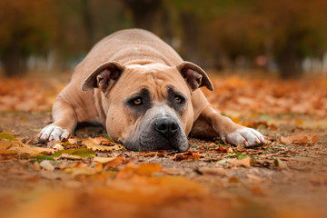 american staffordshire terrier dog autumn portrait lovely look