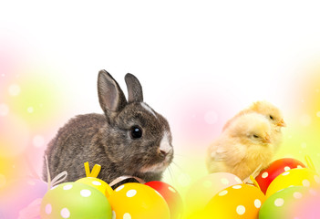 newborn chickens and rabbit and easter eggs