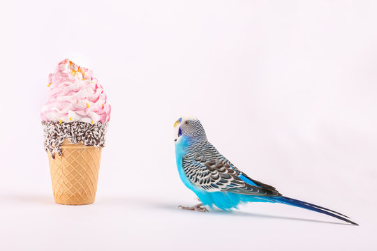 sky blue  wavy parrot with 	
ice cream on color background 
