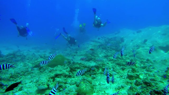 Swim through of a school of scissortail sergeant fish with divers in the background in Seychelles