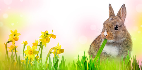 little baby rabbit eating a grass