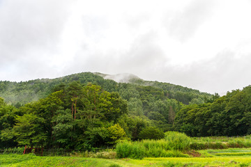 Obraz premium 高地 大正池 長野 信州 夏 旅行 観光 名所 明神池 河童橋