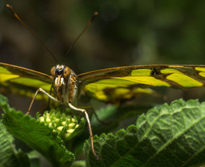 Close up of butterfly