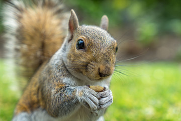 Close up of squirrel holing nut with copy space
