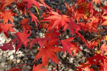 Japanese maple background