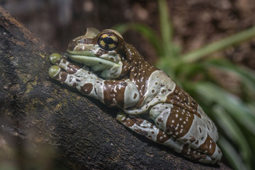 Amazon Milk Frog - Trachycephalus resinifictrix