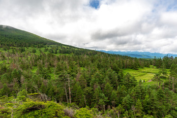 上高地　大正池　長野　信州　夏　旅行　観光　名所　明神池　河童橋