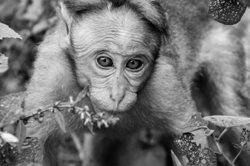 Face to face with an Indian Macaque