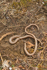 2 Slow Worms (Anguis fragilis) Legless Lizard