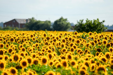 Naklejka premium field of blooming sunflowers