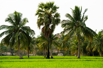 Fototapeta premium (selective focus) Amazing view of green rice field with palm trees and rocks on background at sunset. Hampi, Karnataka, India.