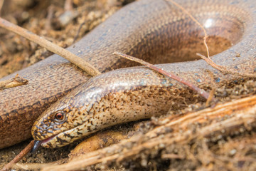 Slow Worm Close up of head  (Anguis fragilis) Legless Lizard