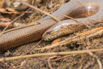 Slow Worm Close up of head  (Anguis fragilis) Legless Lizard
