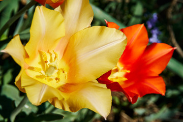 yellow and red tulips in the garden