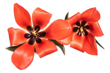 Two red spring flowers. Tulips isolated on white background