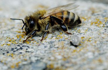 Macro of bee