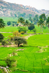 Beautiful green rice fields surrounded by lush palm trees. Hampi, Karnataka, India.