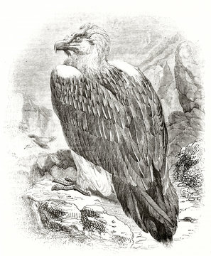 ancient bearded vulture (Gypaetus barbatus) on a rocky environment. By unidentified author published on Magasin Pittoresque Paris 1839