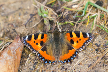 Fototapeta na wymiar Small tortoiseshell butterfly (Aglais urticae) basking on the grass