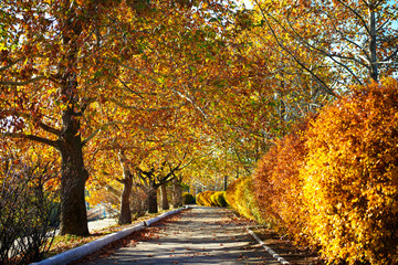 Naklejka na ściany i meble beautiful trees in the city street, autumn season
