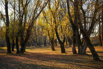 Naklejka premium beautiful trees in the autumn forest,bright sunlight at day