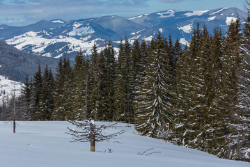 Winter snowy Carpathian mountains, Ukraine