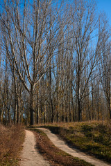 ground road and beautiful trees in the autumn forest,bright sunlight with shadows at day