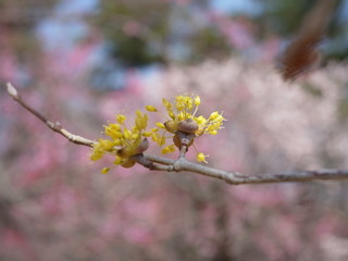 サンシュユの花