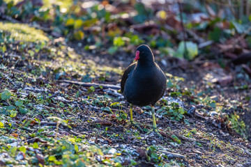 Bird on the field
