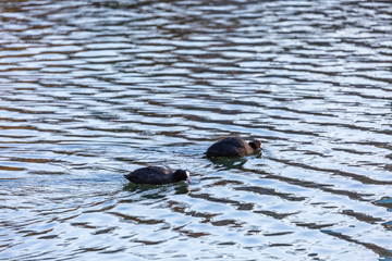 Birds in the lake