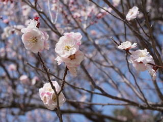 梅の花