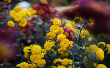 Chrysanthemums in the Nikitsky Botanical Garden, Crimea. flowers chrysanthemum, chrysanthemums in autumn, chrysanthemums annuals.