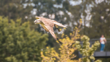 Falcon in flight