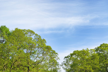 木　空　雲　素材