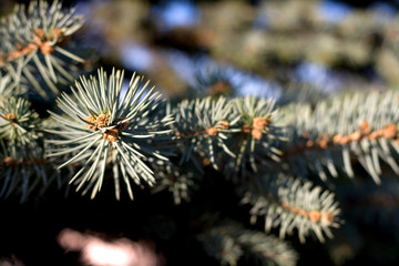 Naklejka na ściany i meble Pine tree branch. Close-up, selective focus.