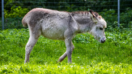 Naklejka na ściany i meble Cute donkey on a meadow