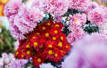 Chrysanthemums in the Nikitsky Botanical Garden, Crimea. flowers chrysanthemum, chrysanthemums in...