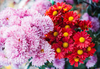 Chrysanthemums in the Nikitsky Botanical Garden, Crimea. flowers chrysanthemum, chrysanthemums in autumn, chrysanthemums annuals.