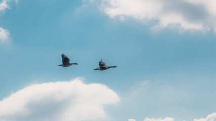 Fototapeta na wymiar Geese in flight in front of blue sky with clouds