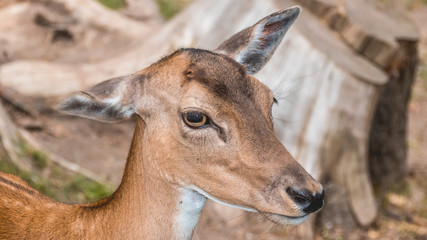 Cute deer portrait