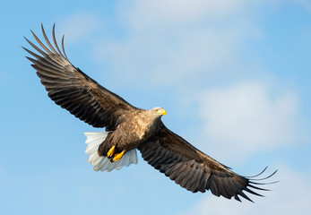 Obraz premium Adult White-tailed eagle in flight. Blue sky background. Scientific name: Haliaeetus albicilla, also known as the ern, erne, gray eagle, Eurasian sea eagle and white-tailed sea-eagle.