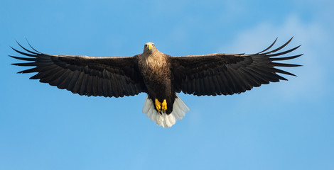 Adult White-tailed eagle in flight. Front view. Blue sky background. Scientific name: Haliaeetus albicilla, also known as the ern, erne, gray eagle, Eurasian sea eagle and white-tailed sea-eagle.