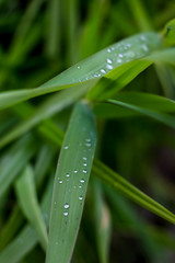 Background of field after the rain.